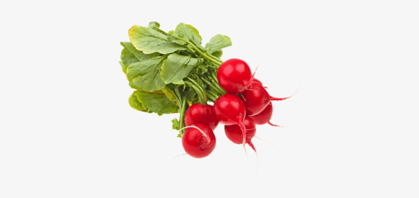 Fresh Radishes, transparent png download