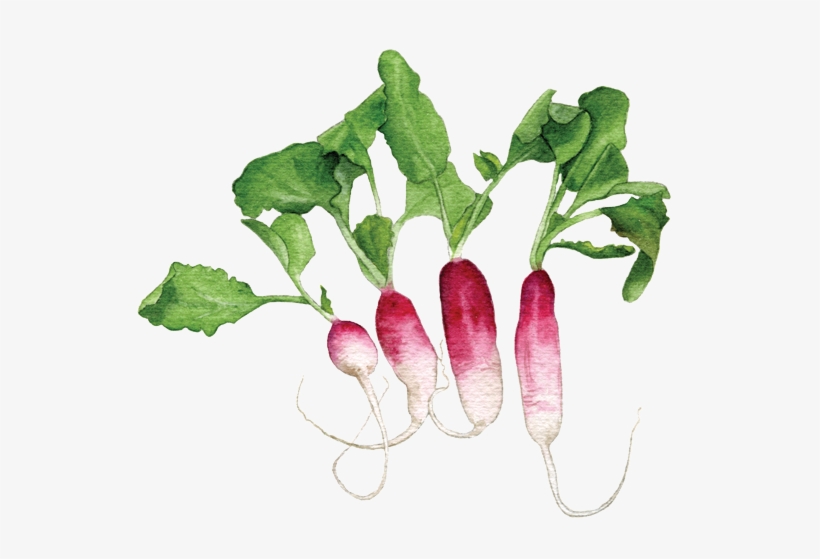 French Breakfast Radishes - Radish, transparent png download