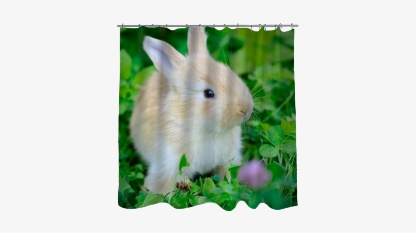 European Rabbit, transparent png download