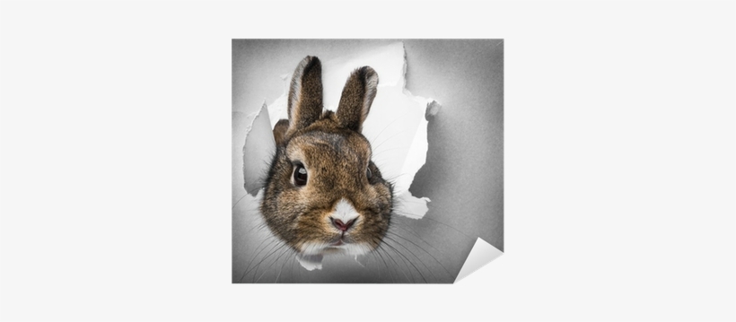 Little Rabbit Looks Through A Hole In Paper Sticker - Paper, transparent png download