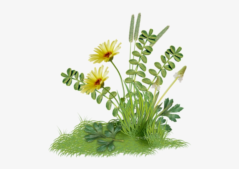 0 E526c 5833d3e4 Orig - Chrysanths, transparent png download