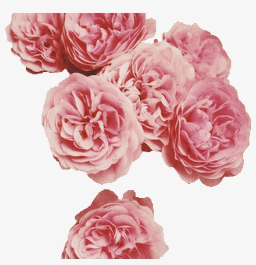 Odoomodoo Transparent Galaxy - Flower, transparent png download