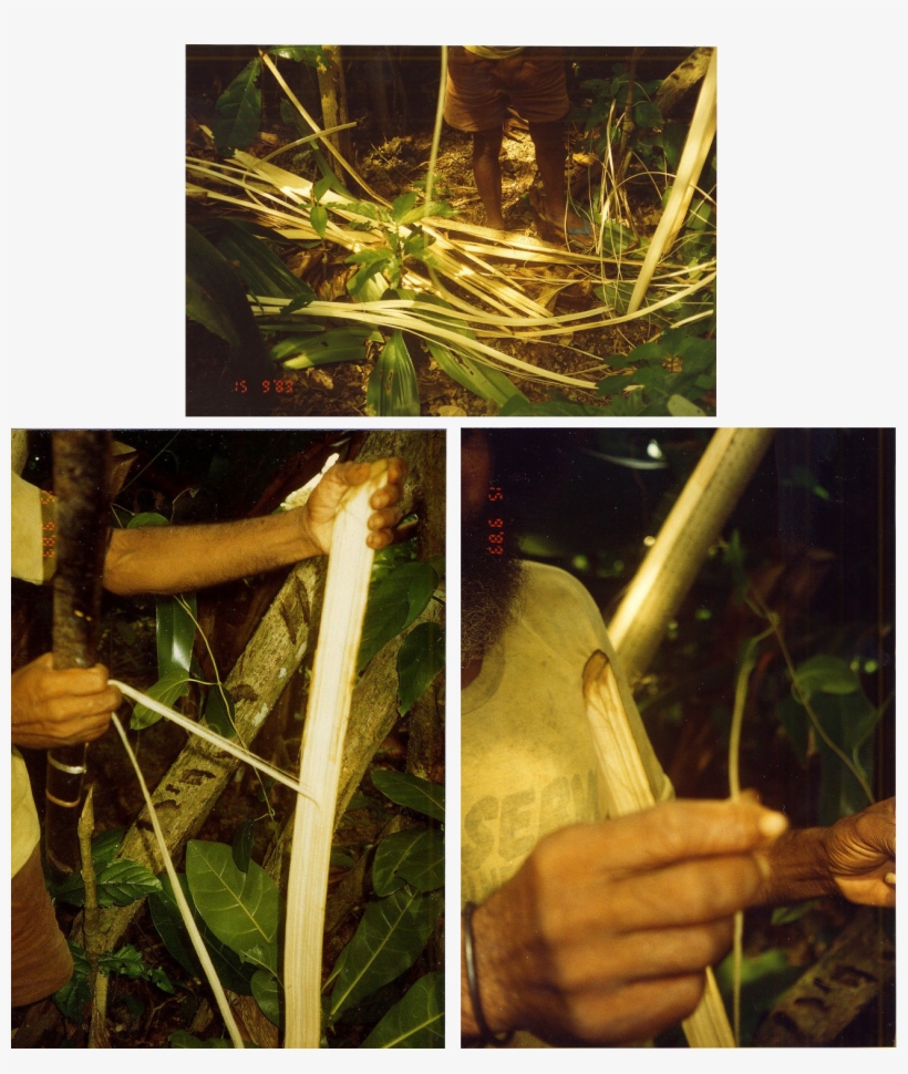 From 1996, Gumiya With Im Vatul - Screwpine, transparent png download