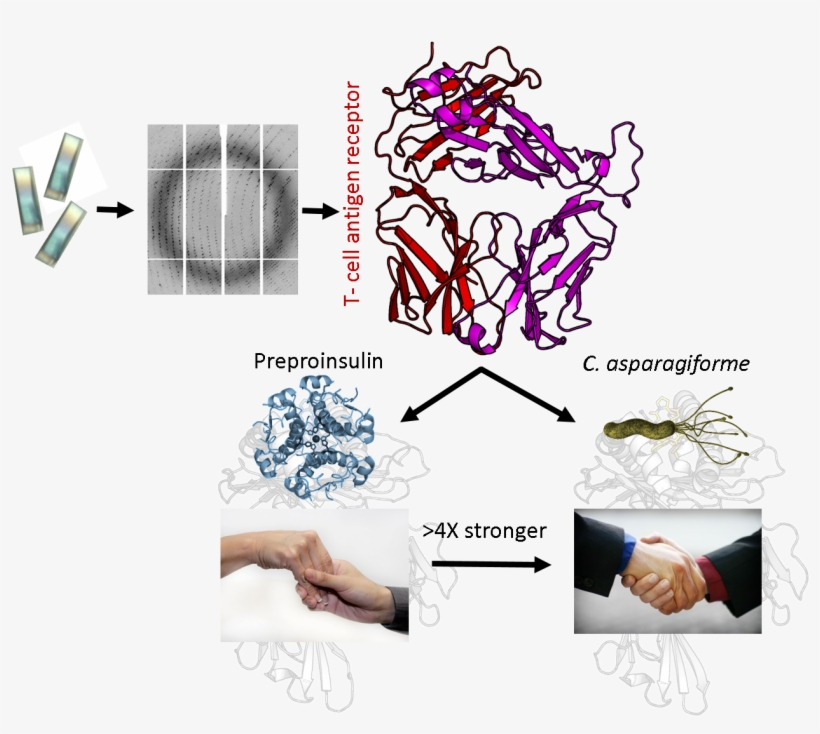 Press Image 2 - Graphic Design, transparent png download