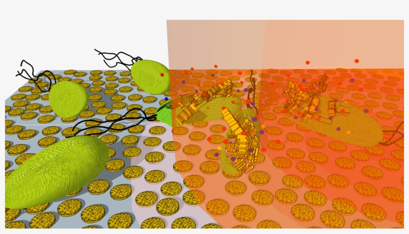 New Technique For Rapidly Killing Bacteria Using Tiny - Bacteria, transparent png download