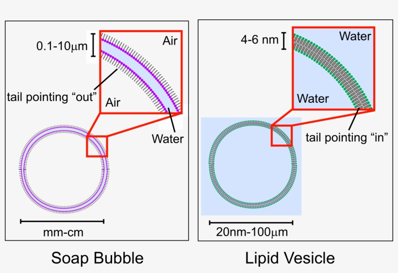 Lipid Vesicle Vs Soap Bubble - Cell Membrane, transparent png download