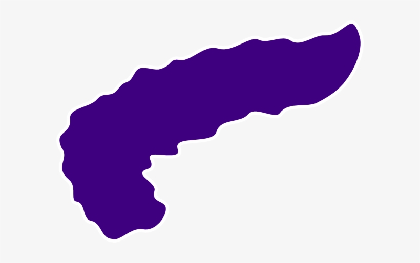 Purple Pancreas Clip Art - Pancreas Vector, transparent png download