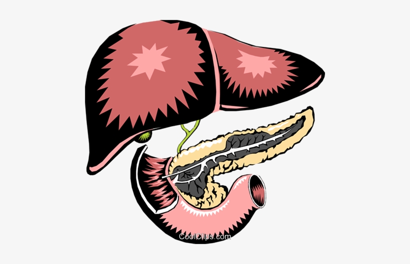 Liver & Pancreas Royalty Free Vector Clip Art Illustration - Does Urea Look Like, transparent png download