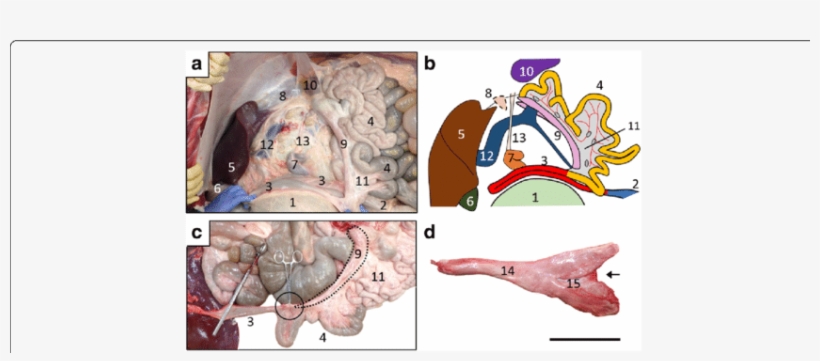 Location Of Organs Surrounding Pancreas And Morphology - Organ, transparent png download