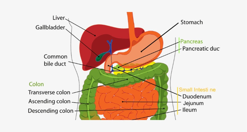 Novel Mechanism That Protects Pancreas From Digestive - Very Common Nonalcoholic Fatty Liver Disease:, transparent png download