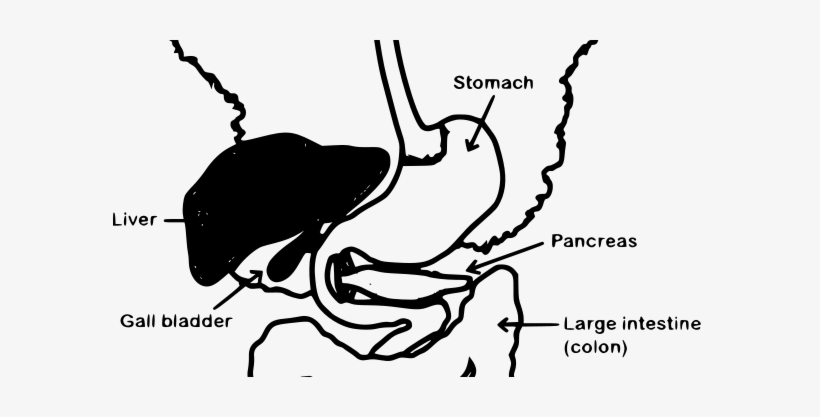The Pancreas, Liver And Gallbladder To The Intestines - Leaky Gut Syndrome, transparent png download