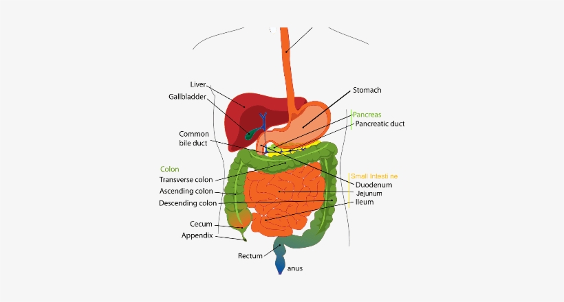 Novel Mechanism That Protects Pancreas From Digestive - Digestive System Diagram Liver, transparent png download