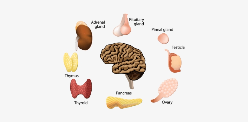 Tag - Pancreas - Keep Your Circulatory System Healthy, transparent png download