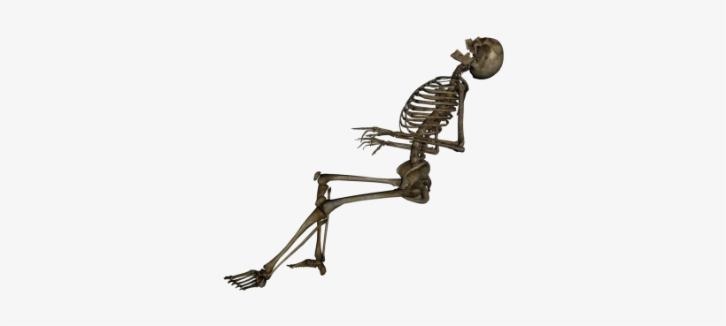 Human Skeleton Sixteen - Skeleton Png, transparent png download