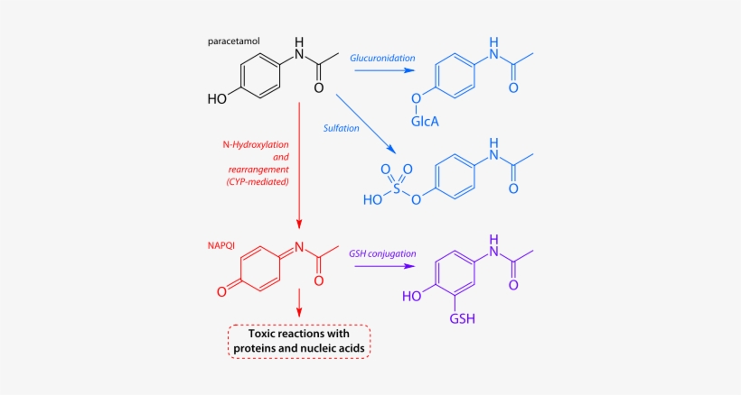 So At Normal Doses, Acetaminophen Causes No Toxicity - N Hydroxylation Of Paracetamol, transparent png download