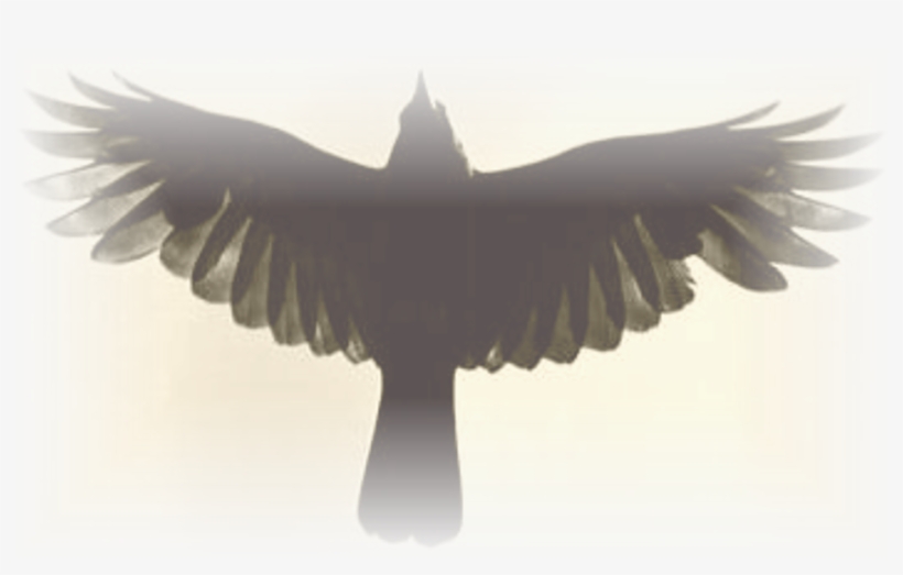Raven's Attic - Bald Eagle, transparent png download