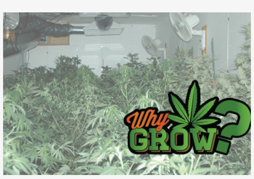 Grow Basement, transparent png download