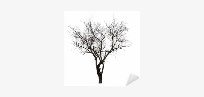 Pintura De Arbol Sin Hojas, transparent png download