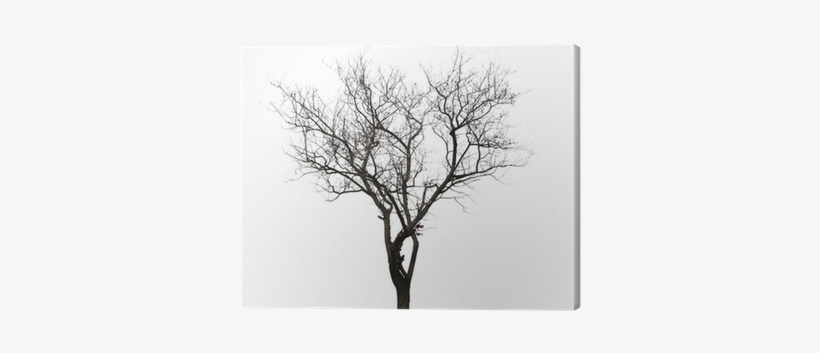Leafless Tree Isolated On White Canvas Print • Pixers® - Pintura De Arbol Sin Hojas, transparent png download