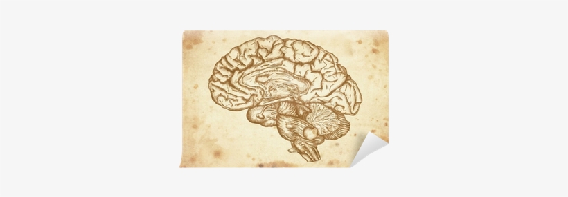 Svg Royalty Free Download Cursory Brain On Paper - Brain Sketch, transparent png download