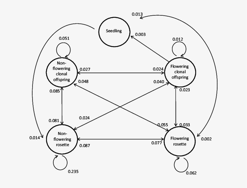 Life-cycle Of Knautia Arvensis Covering Five Stages - Knautia Arvensis, transparent png download