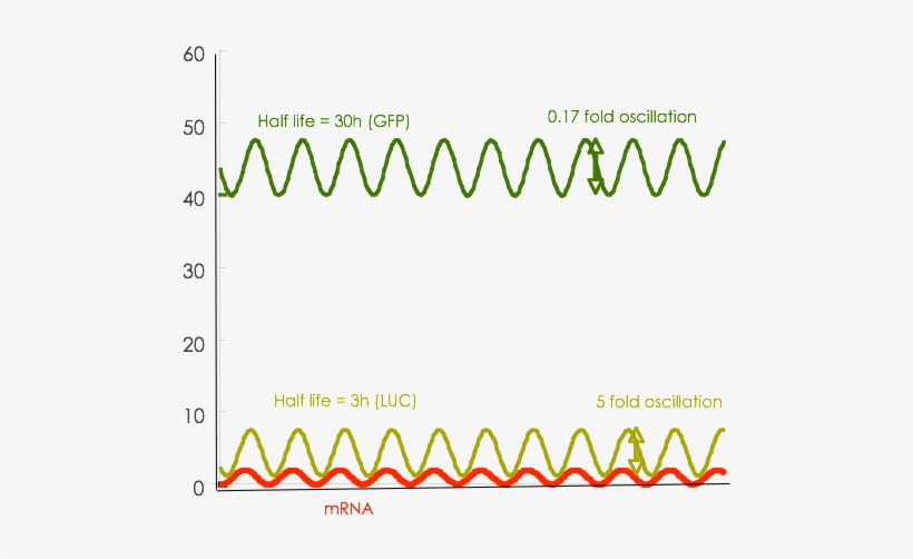 As Seen, Both Reporters Show Oscillation With The Same - Circle, transparent png download