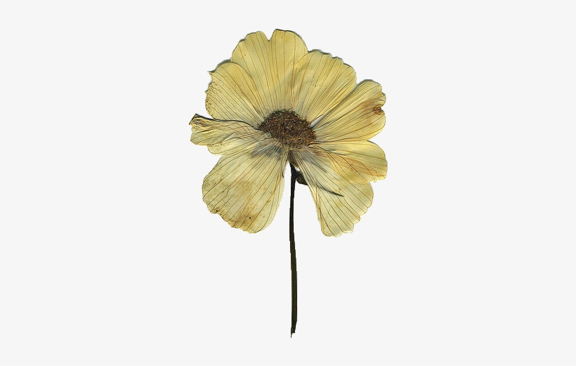 "i Don't Get It - Flower, transparent png download