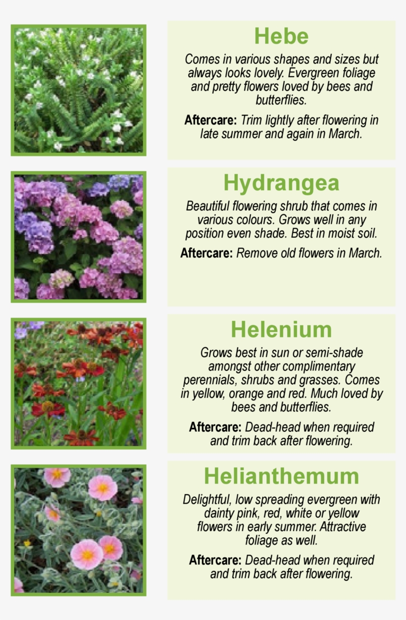 Hebe Comes In Various Shapes And Sizes But Always Looks - Flower, transparent png download