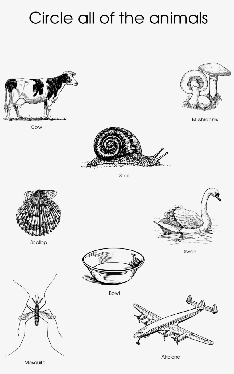 Open - Worksheet, transparent png download