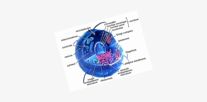 Most Cells Are So Small They Can't Be Seen By The Naked - Cell Structures And Metabolism In Cell Biology, transparent png download