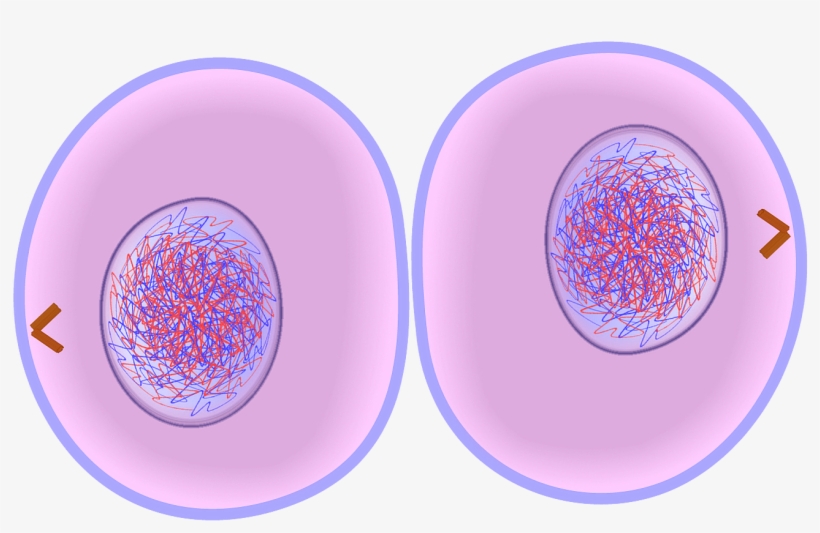 Cytokinesis Of Mitosis, transparent png download
