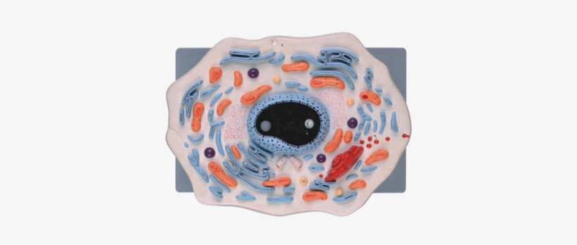 Animal Cell Model For School Teaching - Inflatable, transparent png download