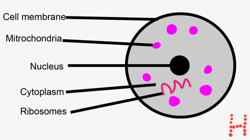 Coat Of Arms, transparent png download