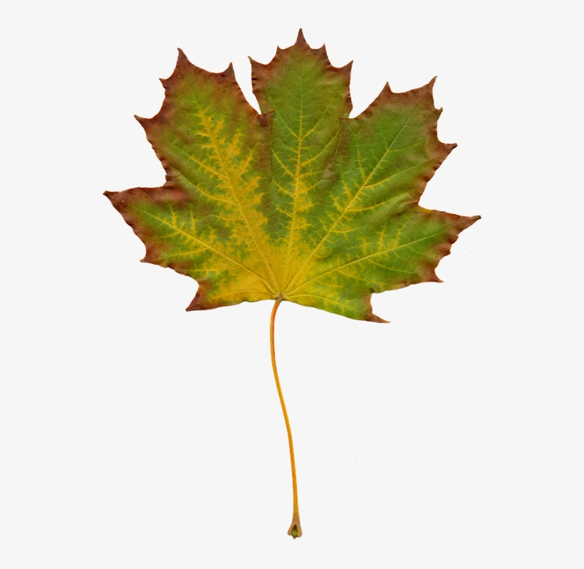 Free Maple Leaf Clipart, Download Free Clip Art, Free - Clipart Liście, transparent png download