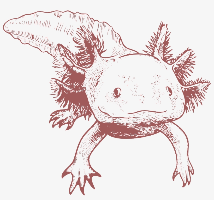 Axolotl Child2 - Animal Jam Clans, transparent png download