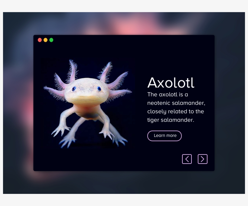 Axolotl Product Card Sketch Freebie - Underwater Creatures, transparent png download