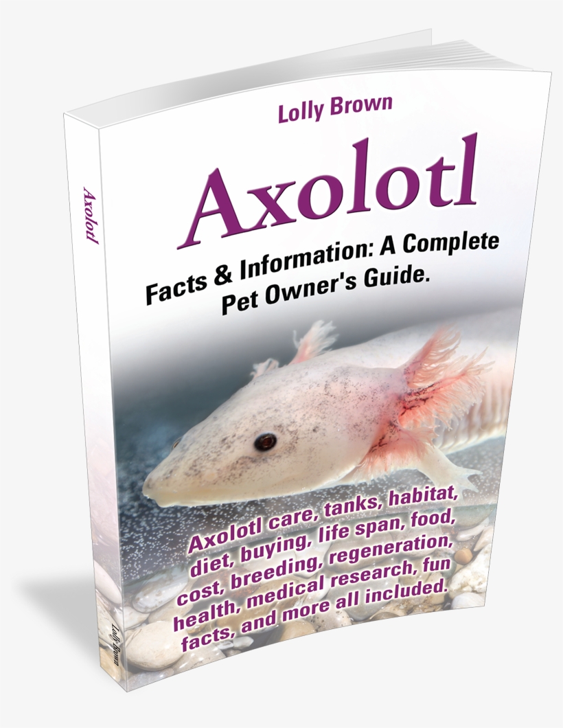 A Complete Pet Owner's Guide - 4 Fun Facts About Axolotls, transparent png download