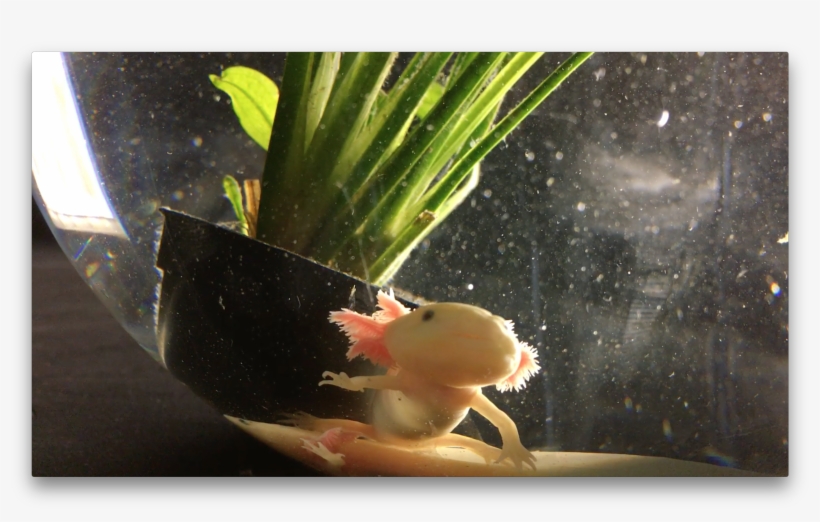 In Loving Memoriam ~ Axolotl Gaia - Aquarium, transparent png download