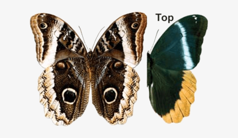 Queen Owl Butterfly - Owl Butterfly Transparent, transparent png download