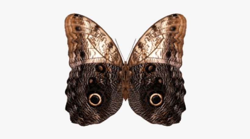 Owl Butterfly - Put-in-bay, transparent png download