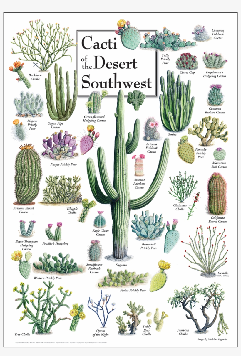 Shopping Cart -  -  - Cacti In The Southwest, transparent png download
