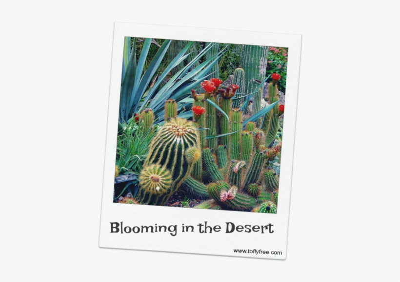 Have You Ever Experienced A “dry Spell” It Could Be - Uhd Wallpaper Cactus, transparent png download