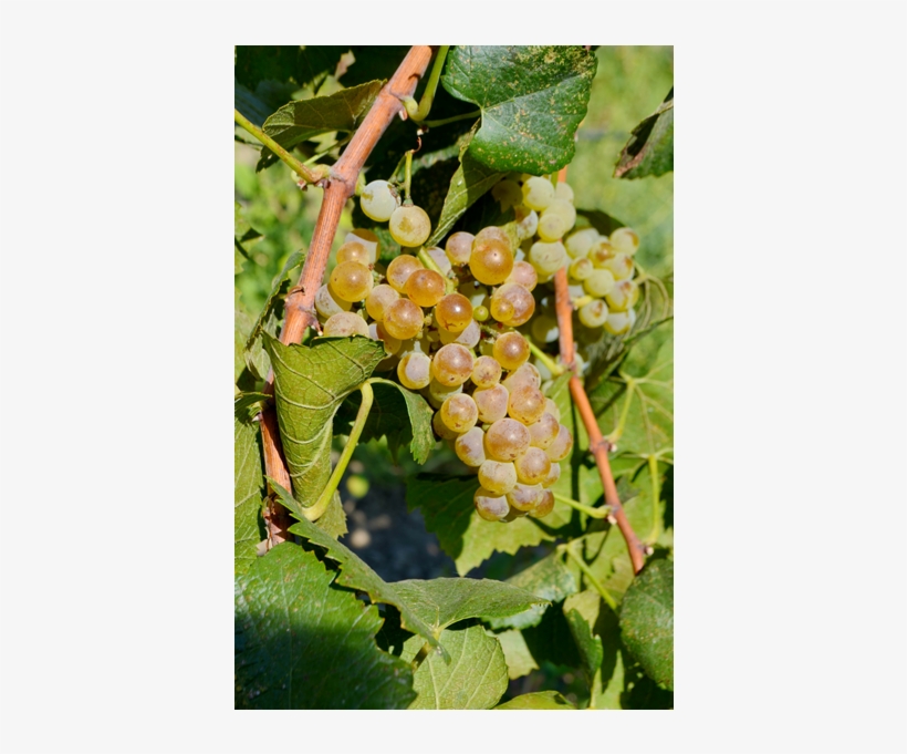 In 2002, Cox Vineyard Passed The Rigorous Ccof Standards - Seedless Fruit, transparent png download