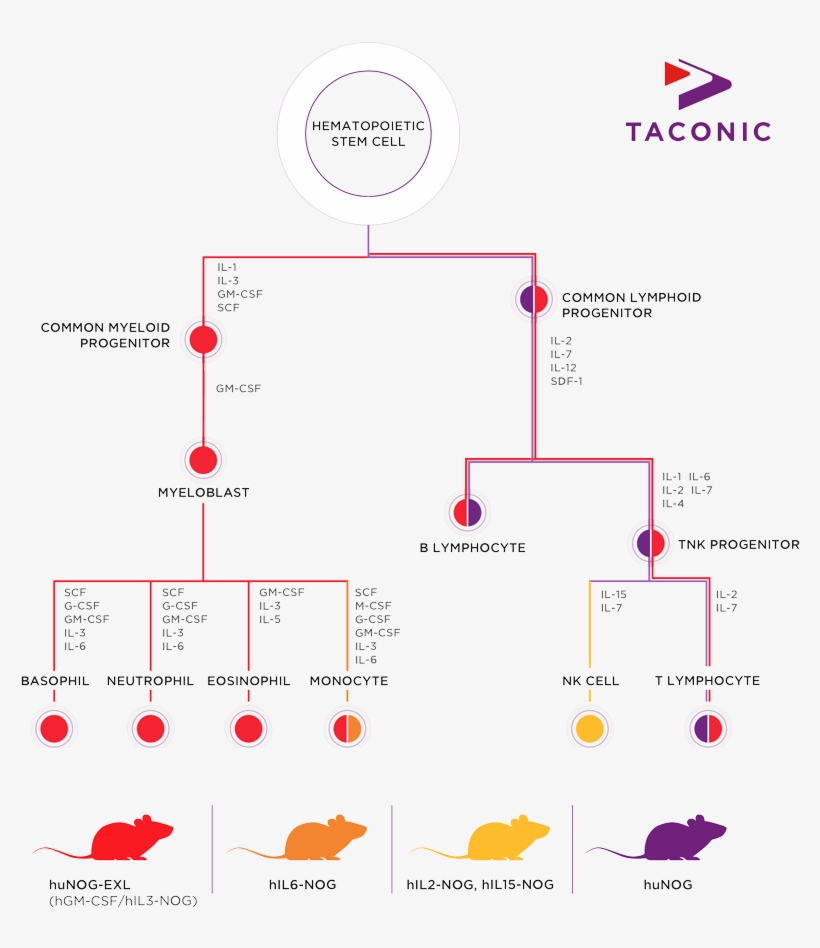 Taconic Biosciences Hematopoiesis Infographic - Taconic, transparent png download