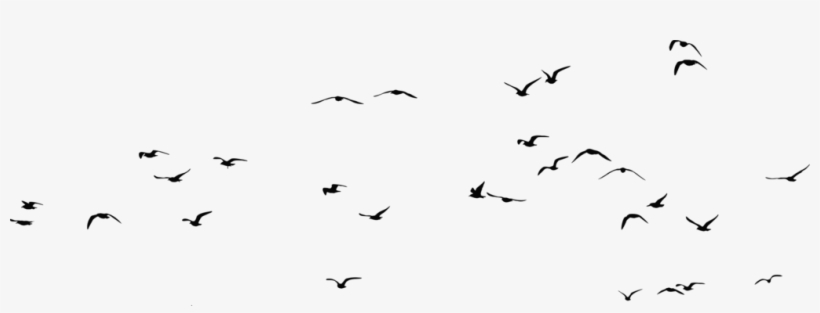 A Flock Of Seagulls Bird Computer Icons Web Browser - Flock Of Seagulls Silhouette, transparent png download