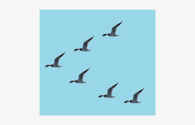 Birds In Leader-follower Formation, transparent png download