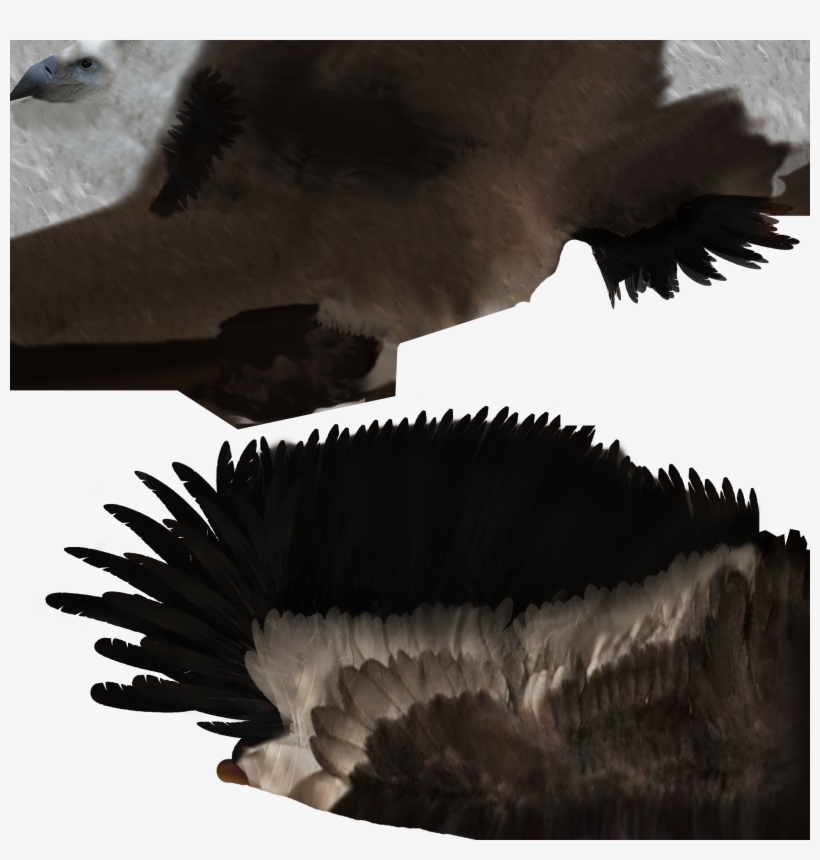 Vulture Tex - Flightless Bird, transparent png download
