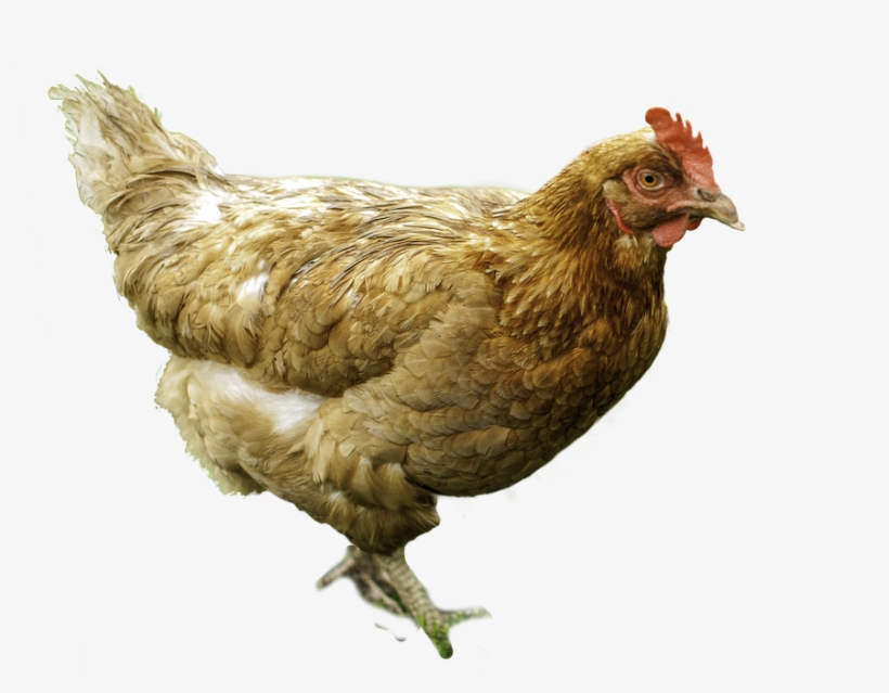 Birds Of A Feather Flock Together - Funny Amharic, transparent png download