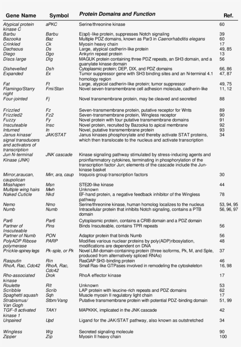 Proteins Known To Participate In Pcp Signaling Or Execution - Document, transparent png download