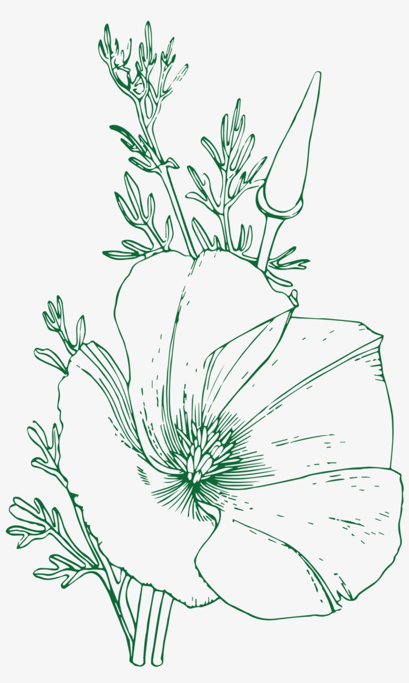 Poppies Have Four Petals Often Crinkled Resembling - Sketch, transparent png download